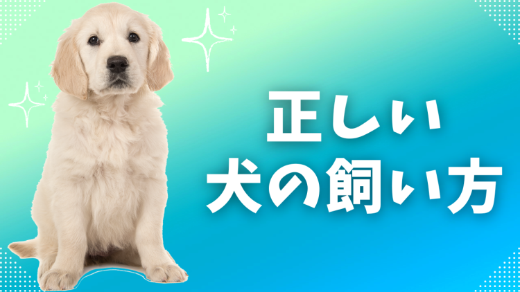 正しい犬の飼い方